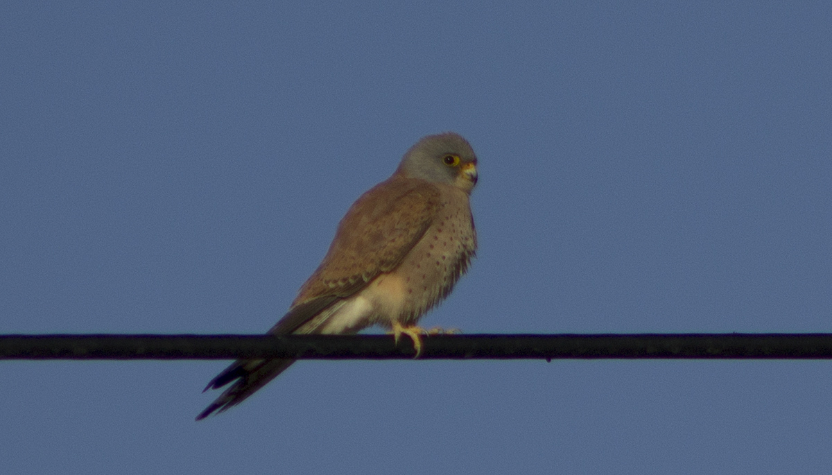 Lesser Kestrel